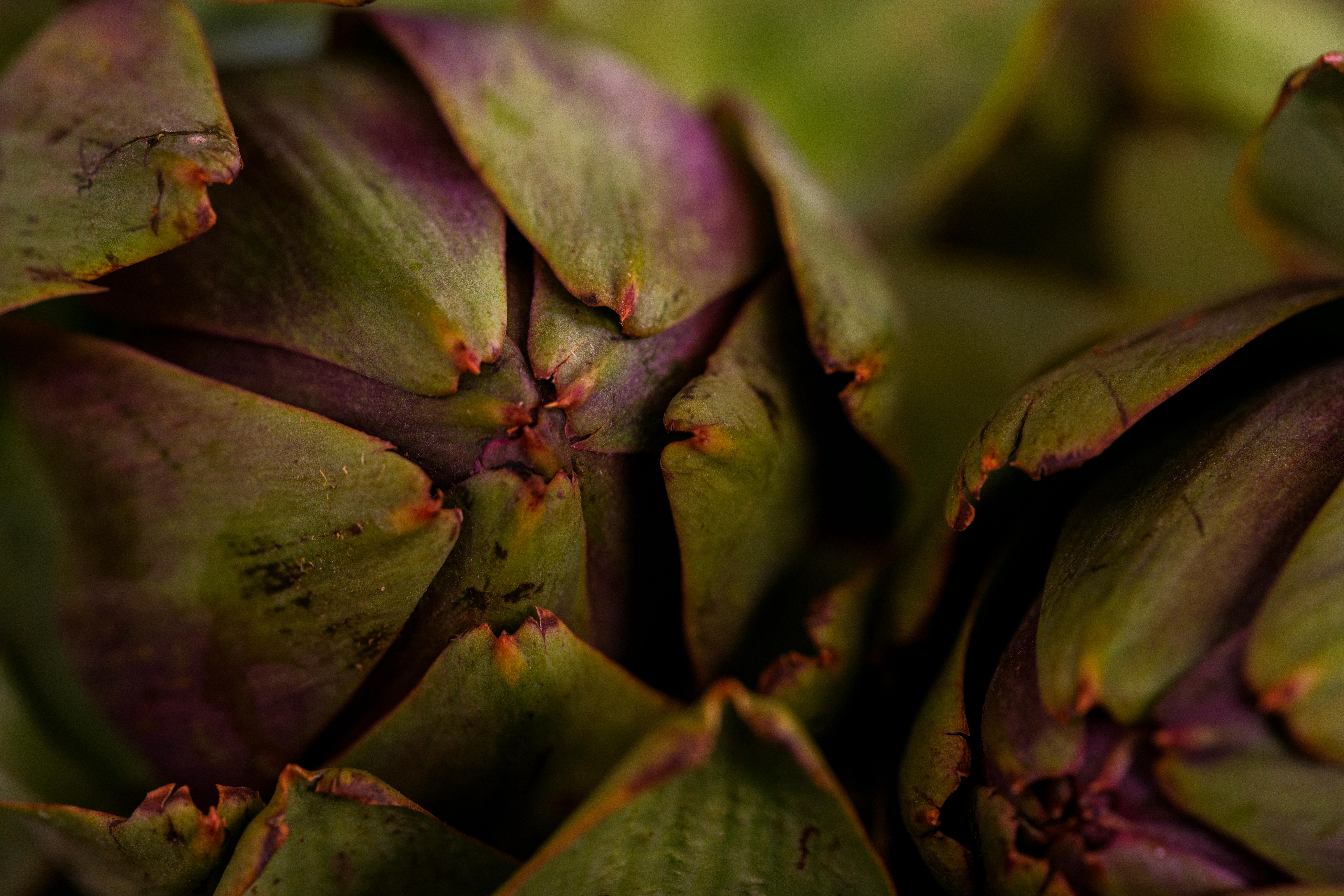 Garlic and Weight Loss Benefits: How Garlic Can Support Your Weight Management Efforts