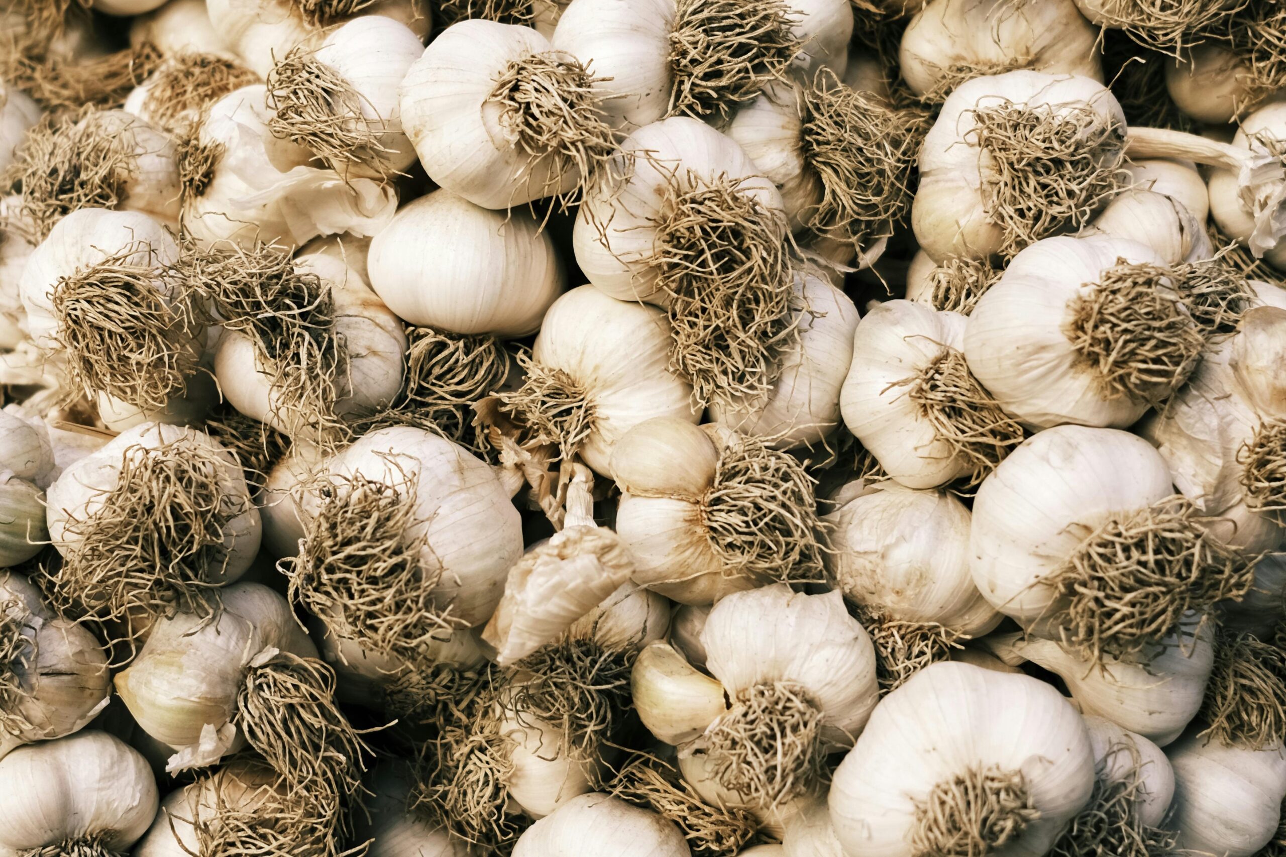Garlic for Everyday Immunity: How Regular Garlic Intake Helps Strengthen Your Immune System
