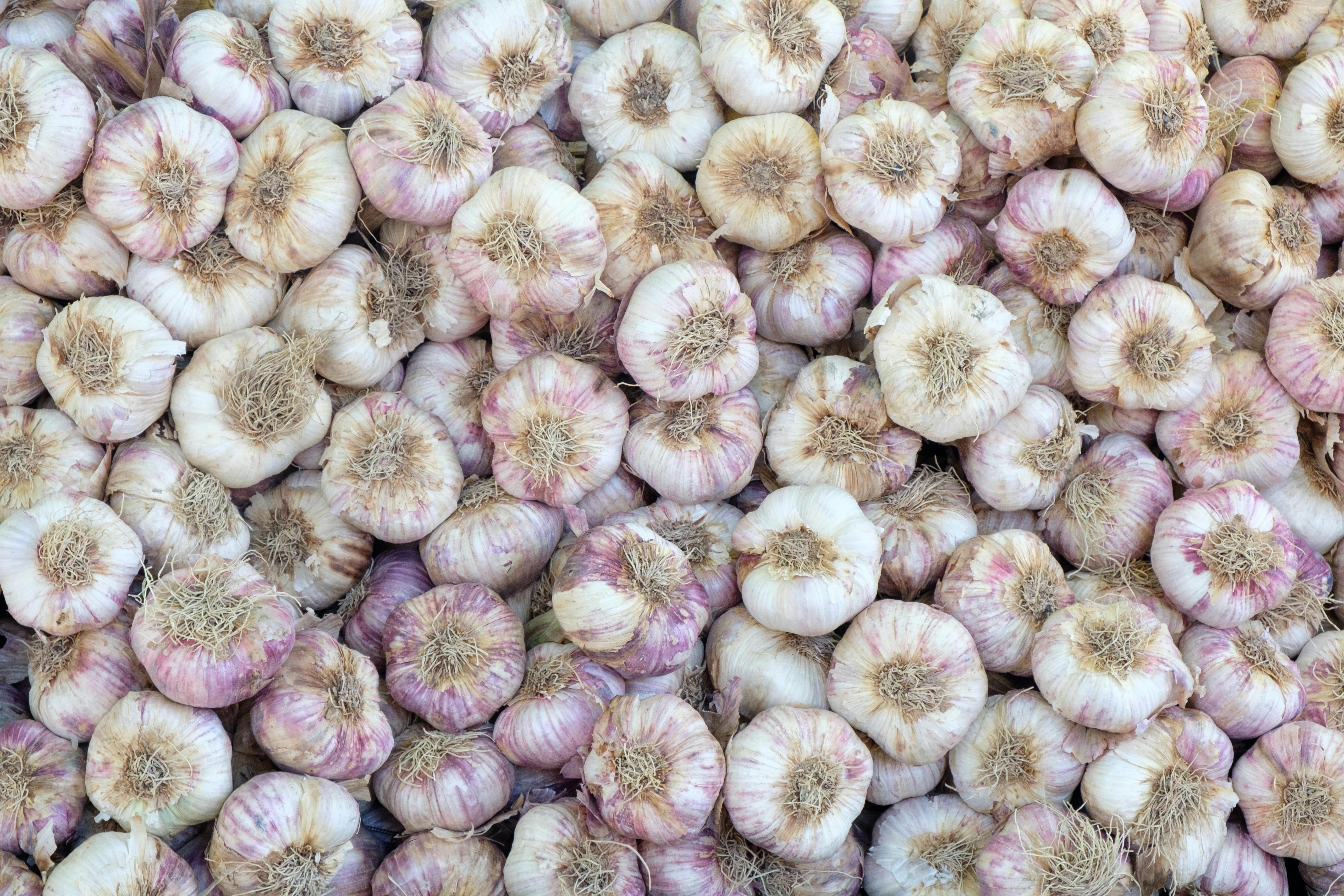 fresh garlic