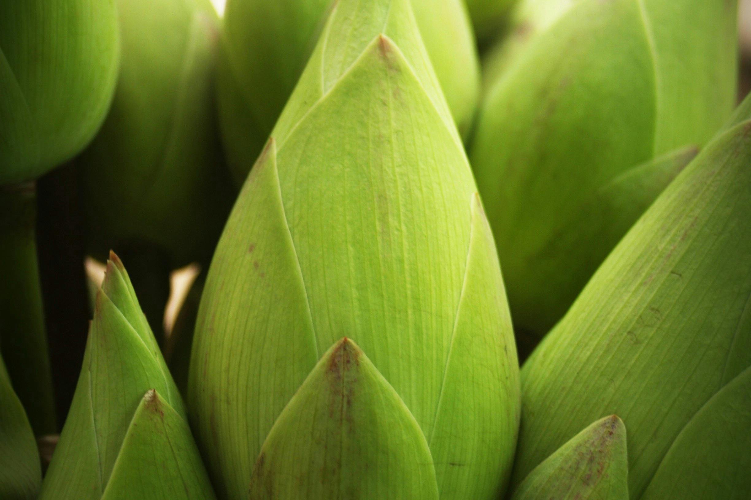 garlic cloves