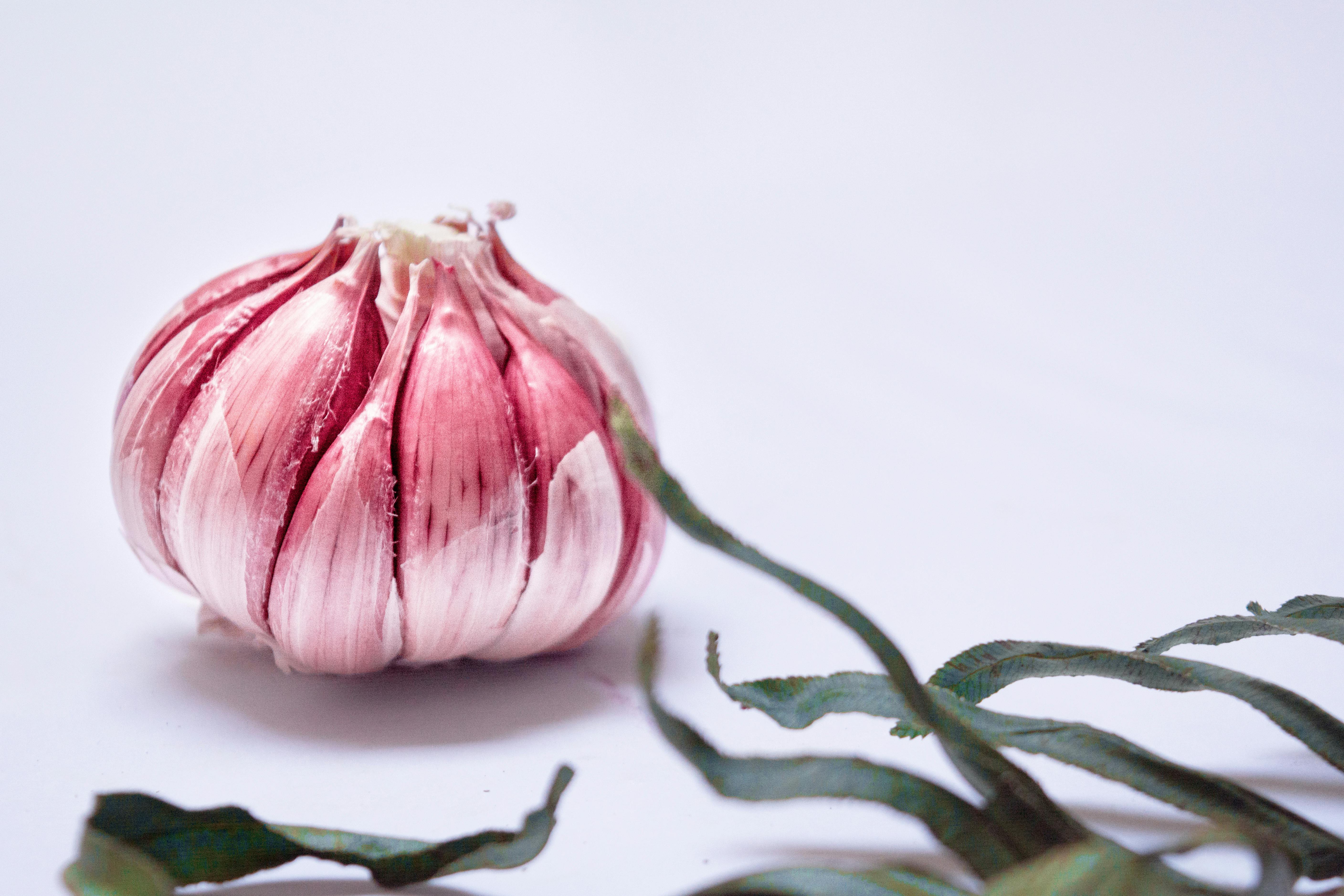 fresh garlic