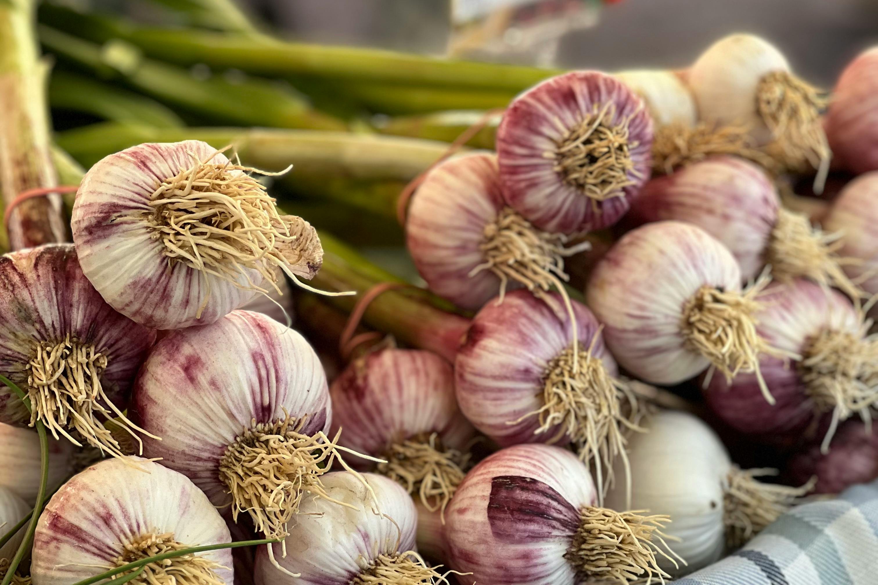 fresh garlic